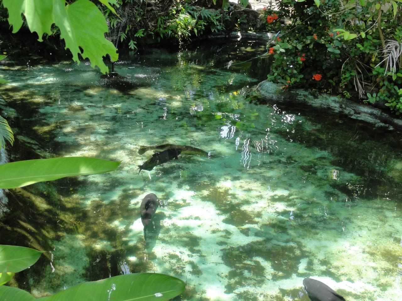 Madang lagoon, Papua New Guinea