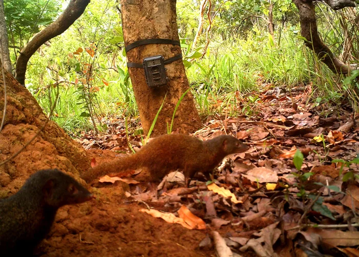 Photo of Dologale Dybowskii taken in the wild, within the Chinko Project Area. Taken May 16, 2012 at 8:33:24.