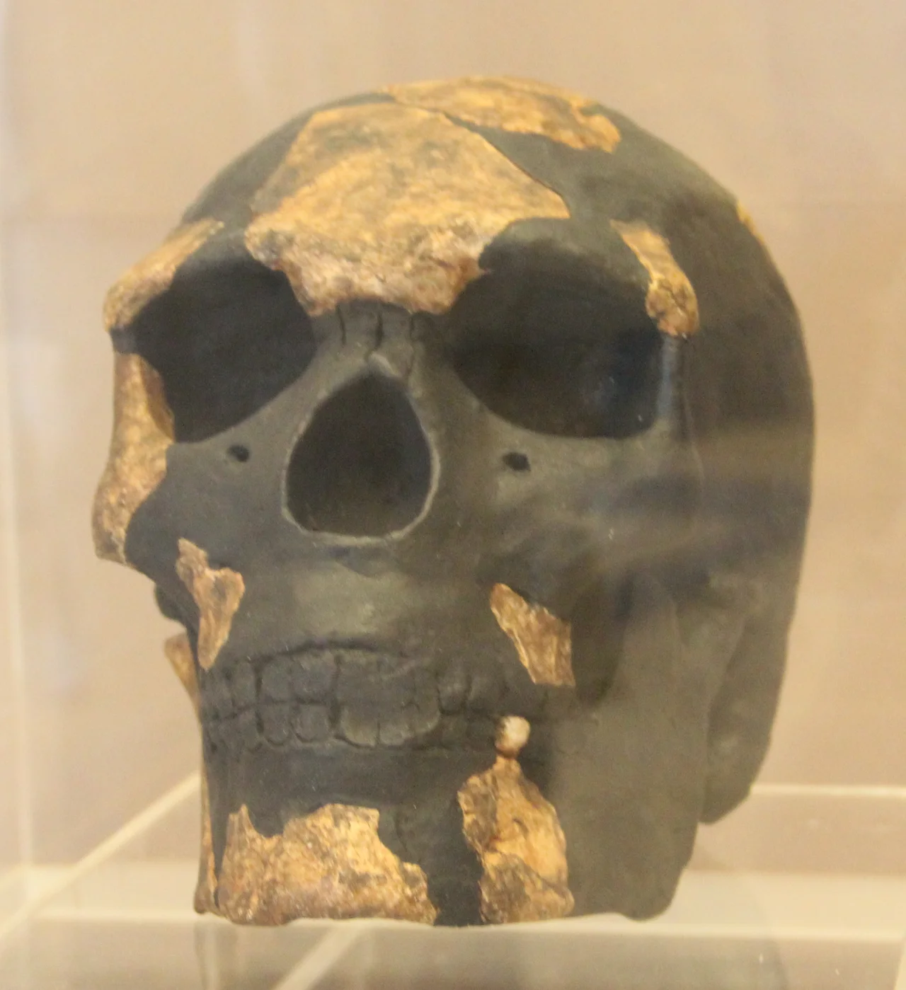 Reproduction du crâne de l'Homme de Kibish. Musée des Civilisations Noires de Dakar (Sénégal).