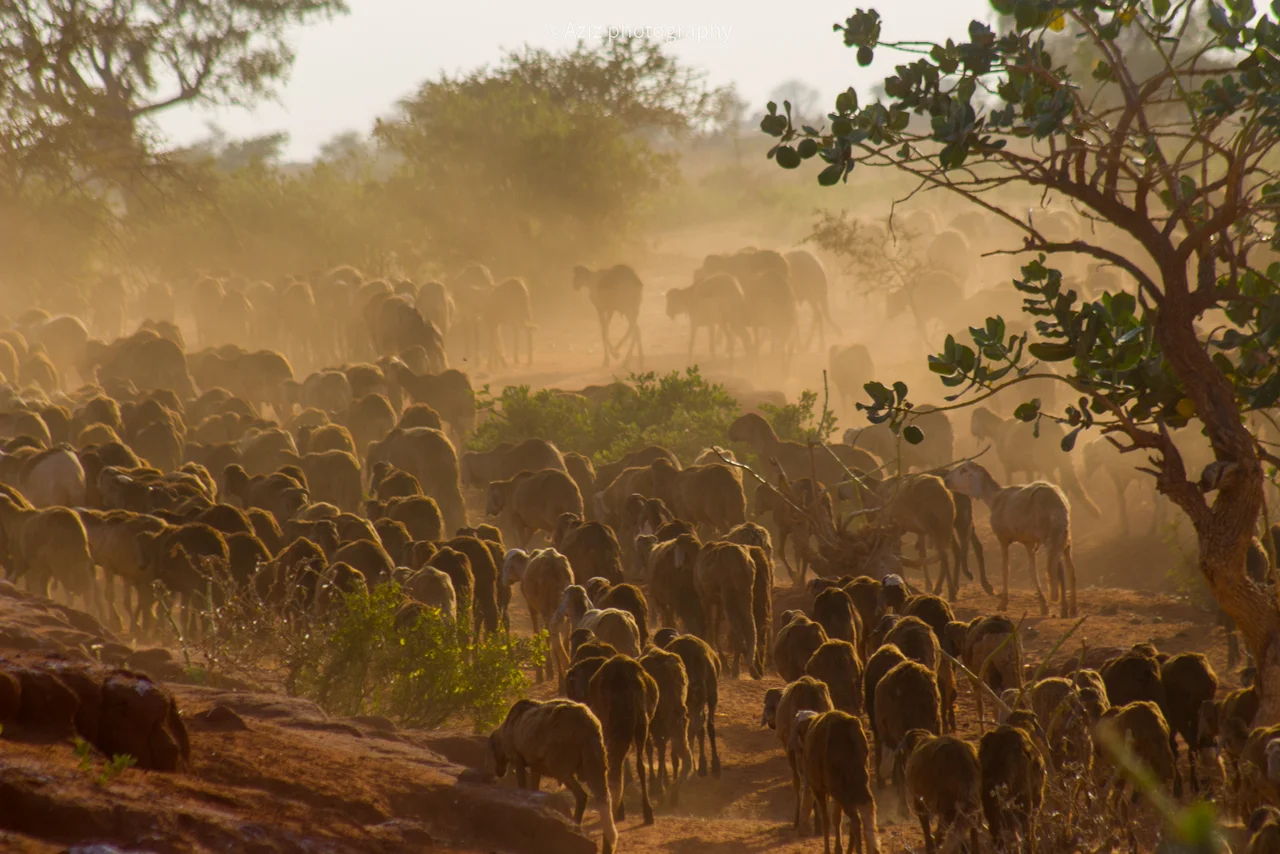 الخرفان الحمريه هي من أجود أنواع الخرفان في السودان
