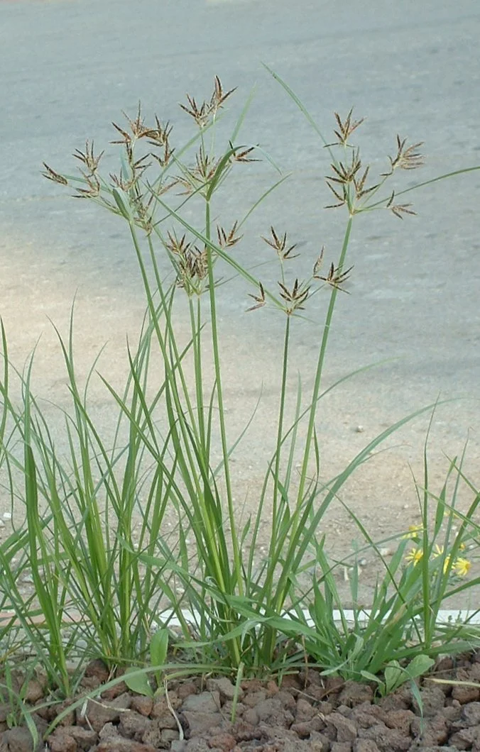 Nutgrass - Cyperus rotundus. Considered a pest plant.
Photographed by myself with Fuji FinePix 2650, on Dec. 9, 2005.