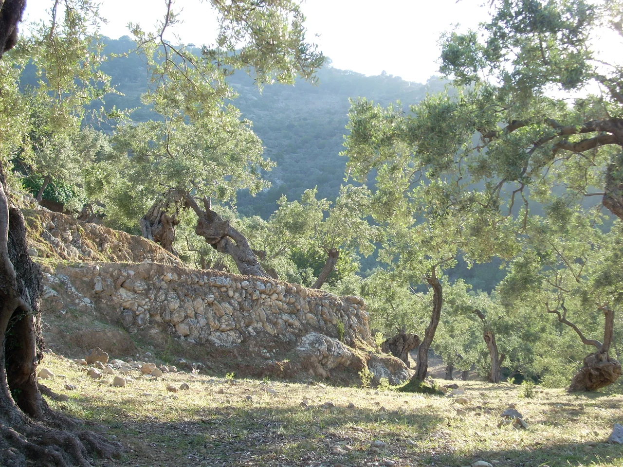 Olive trees near Deia on Mallorca