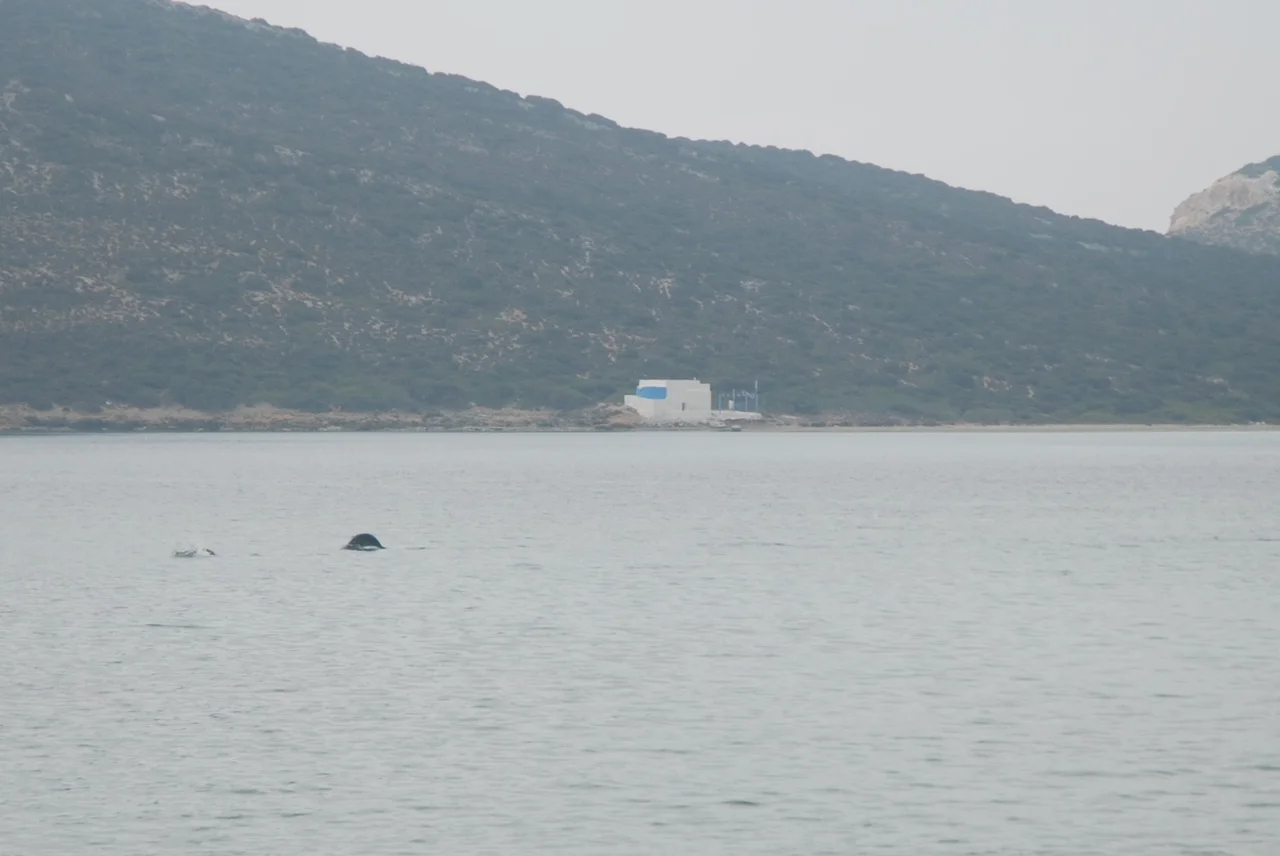 View from Agios Georgios on Antiparos towards Panagia on Despotiko with two seals jumping in the water of Despotiko Bay