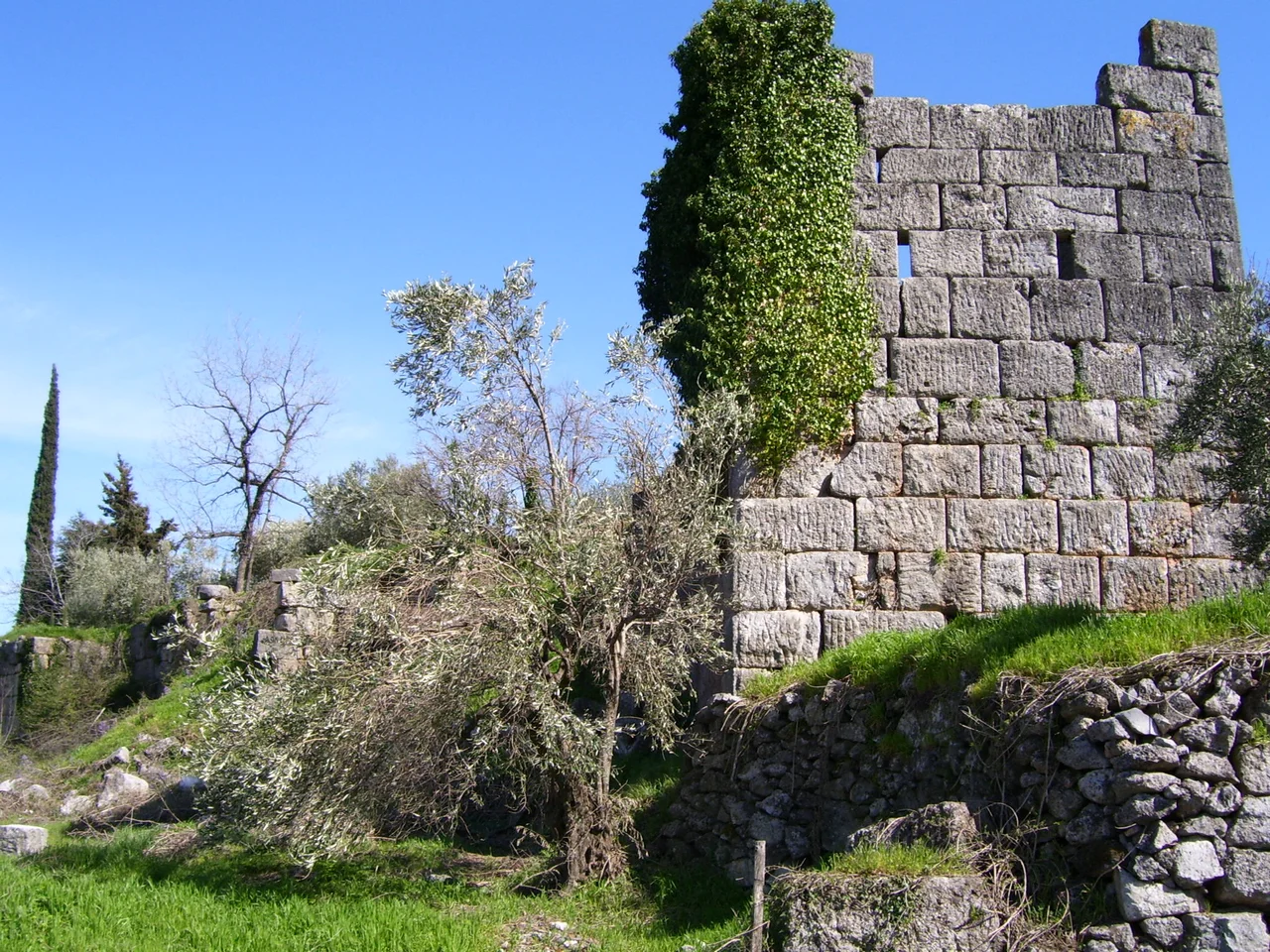 Ancient Tithorea