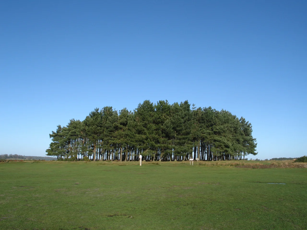 Friends Clump in the Ashdown Forest, Sussex.