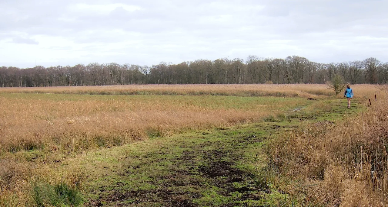 February walking path, Redgrave Fen, Suffolk, UK