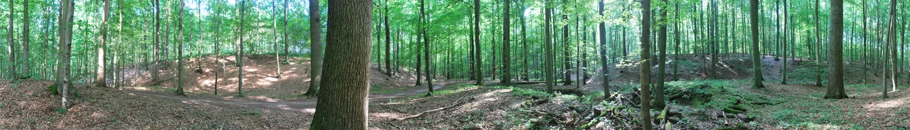Panorama of the Sonian Forest in Brussels for its Wikivoyage article banner