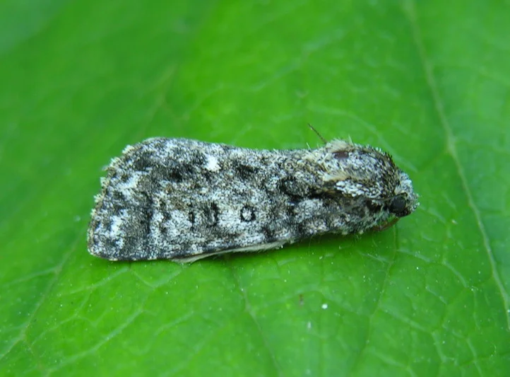 Acronicta.rumicis.jpg