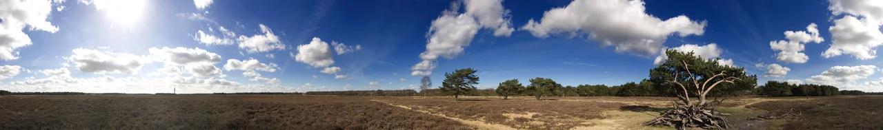 Goois landschapstype: wei omringd door aangeplant bos.