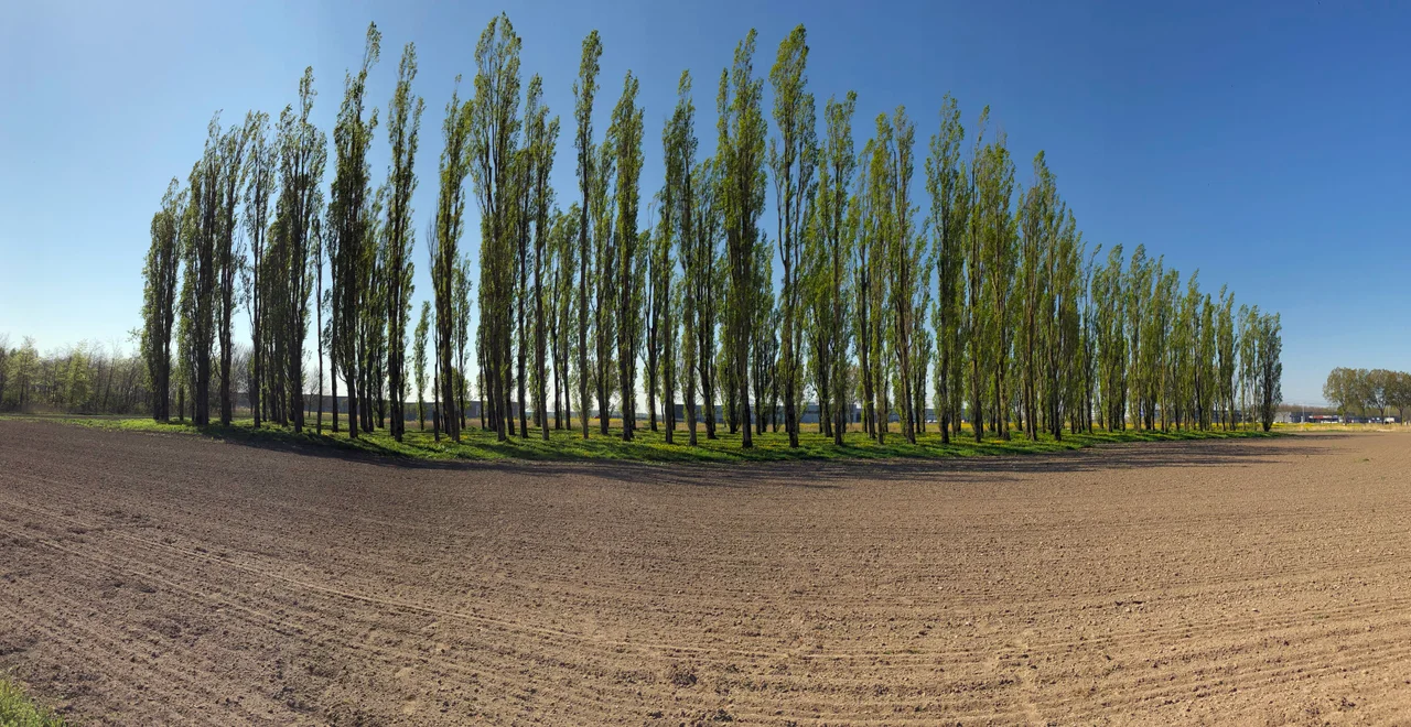The Green Cathedral in Almere, the Netherlands, a piece of land art.