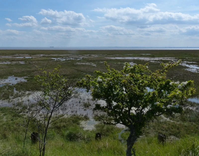 Welwick Saltmarsh Nature Reserve, Welwick, East Riding of Yorkshire, England.Welwick Saltmarsh is the most extensive area of saltmarsh on the north bank of the River Humber.
Humber Estuary

The Humber is a large tidal estuary on the east coast of Northern England. It is formed at Trent Falls, Faxfleet, by the confluence of the tidal rivers Ouse and Trent. From here to the North Sea, it forms part of the boundary between the East Riding of Yorkshire on the north bank and North Lincolnshire and North East Lincolnshire on the south bank. Although the Humber is an estuary from the point at which it is formed, many maps show it as the River Humber.
Below Trent Falls, the Humber passes the confluence of the River Ancholme on the south shore; between North Ferriby and South Ferriby and under the Humber Bridge; between Barton-upon-Humber on the south bank and Kingston upon Hull on the north bank (where the River Hull joins), then meets the North Sea between Cleethorpes on the Lincolnshire side and the long and thin (but rapidly changing) headland of Spurn Head to the north.

Ports on the Humber include Kingston upon Hull (better known as simply Hull), Grimsby, Immingham, New Holland and Killingholme. The estuary is navigable here for the largest of deep-sea vessels.