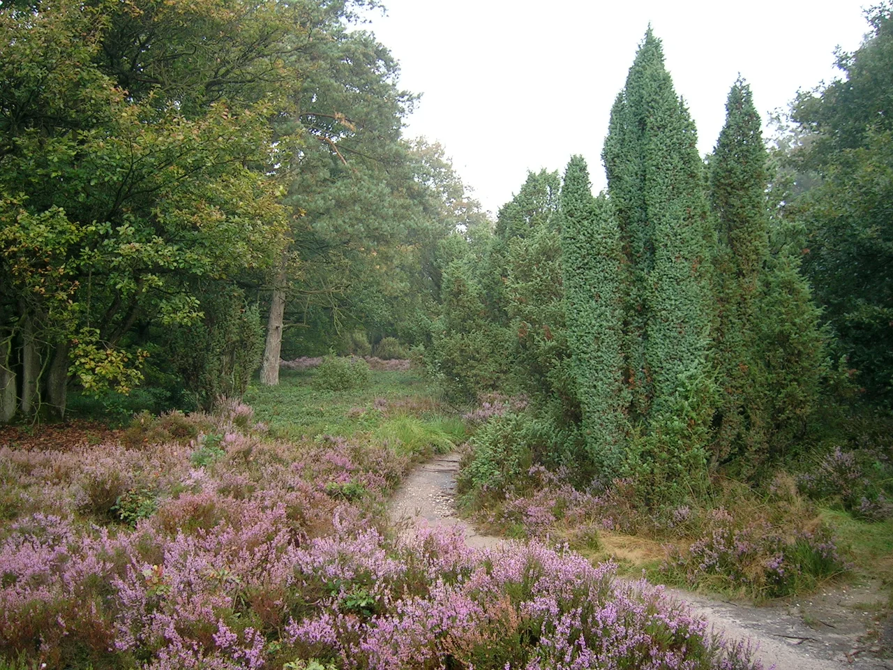 Pieterpad near Laren (Gelderland)
