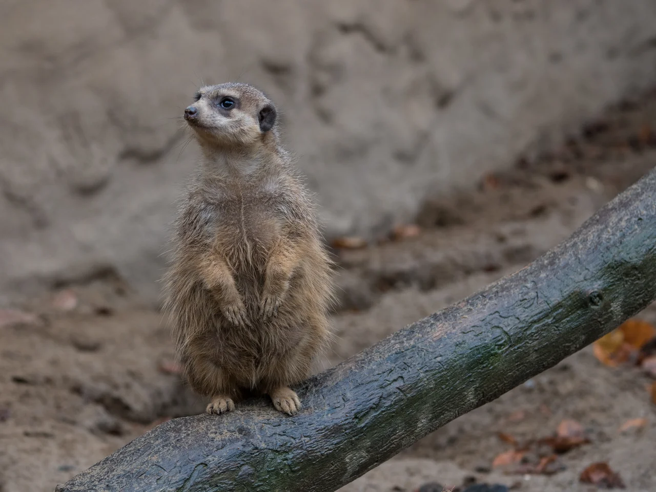 Meerkat (Suricata Suricatta) at Osnabrück Zoo. Lower Saxony, Germany