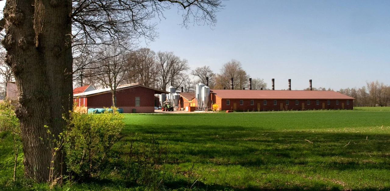 Factory farming in the Cloppenburg district