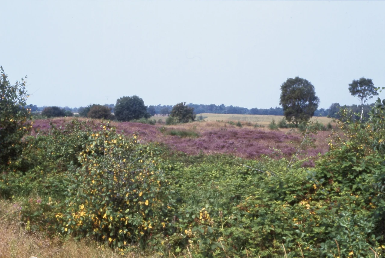 Heide bei Großenkneten in der Wildeshauser Geest