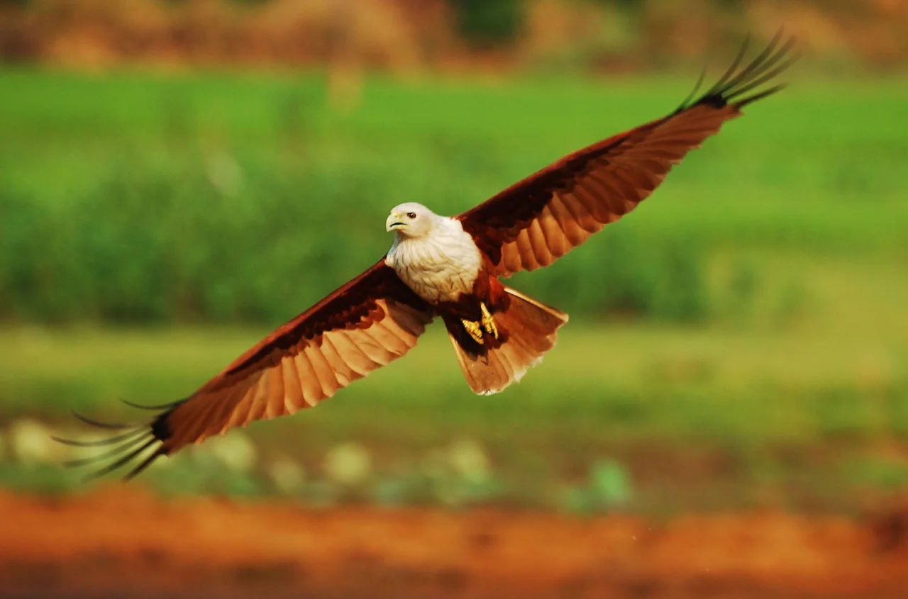 A Brahminy Kite in flight.