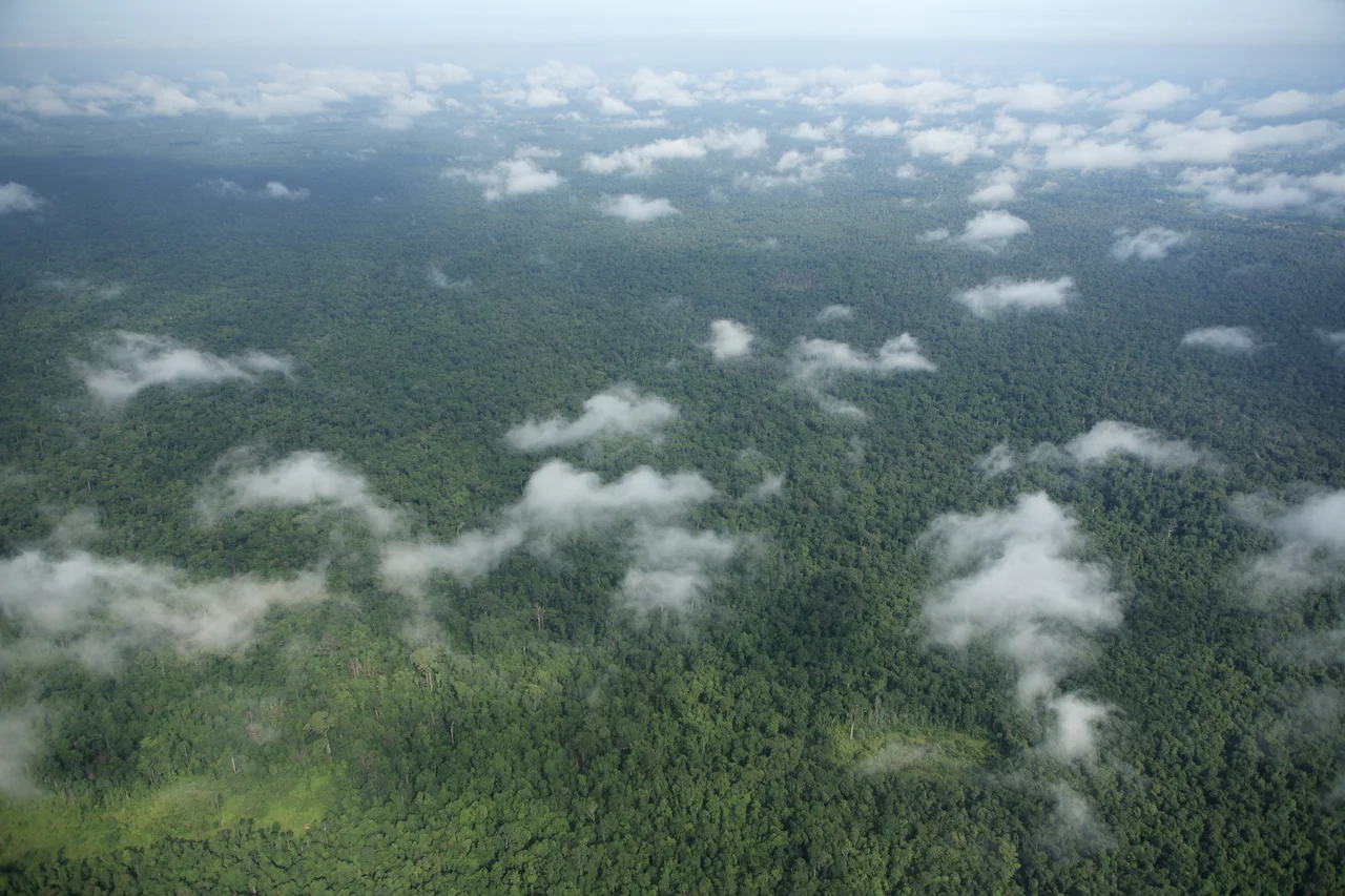 View of the Prey Lang Forest