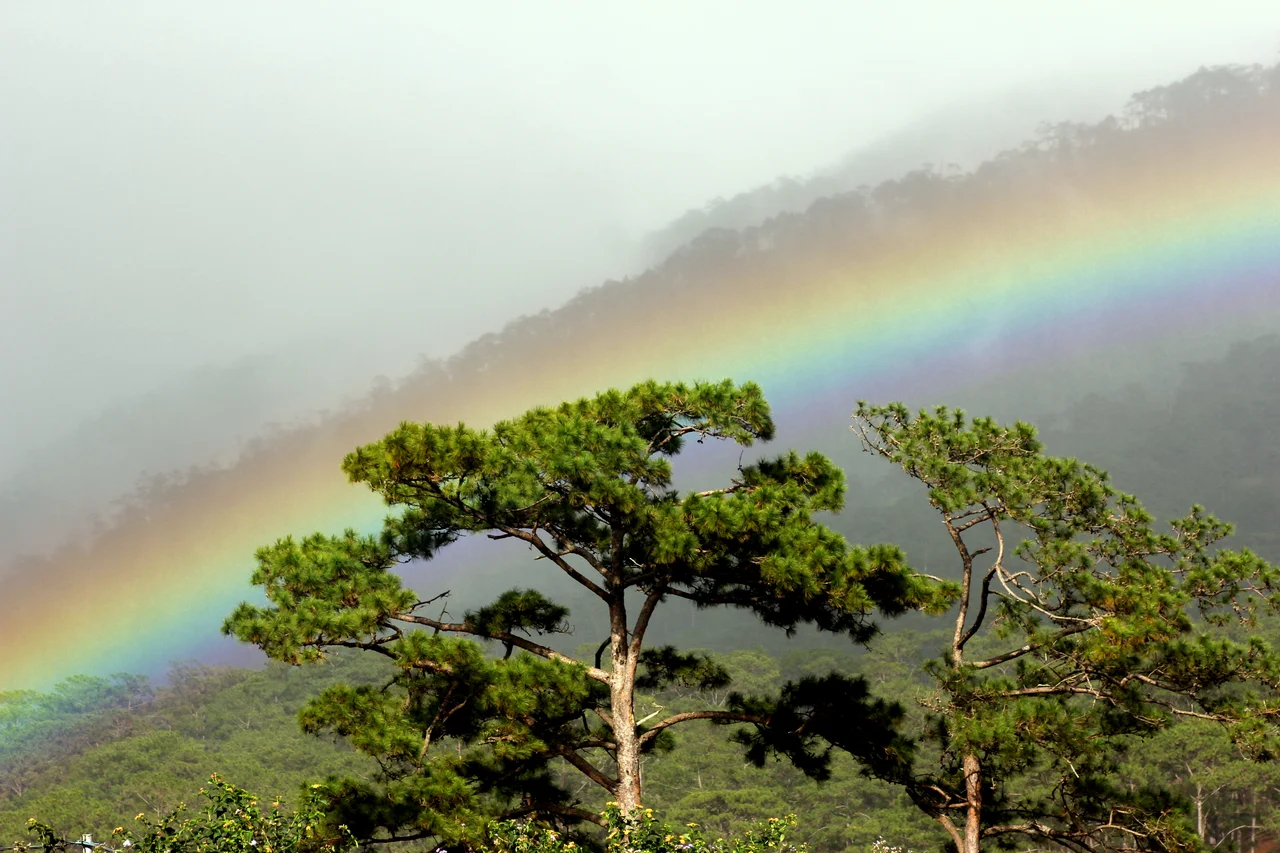 Pine trees in Bidoup-Nui Ba National Park
This is a picture of the protected area listed at WDPA under the ID 303067