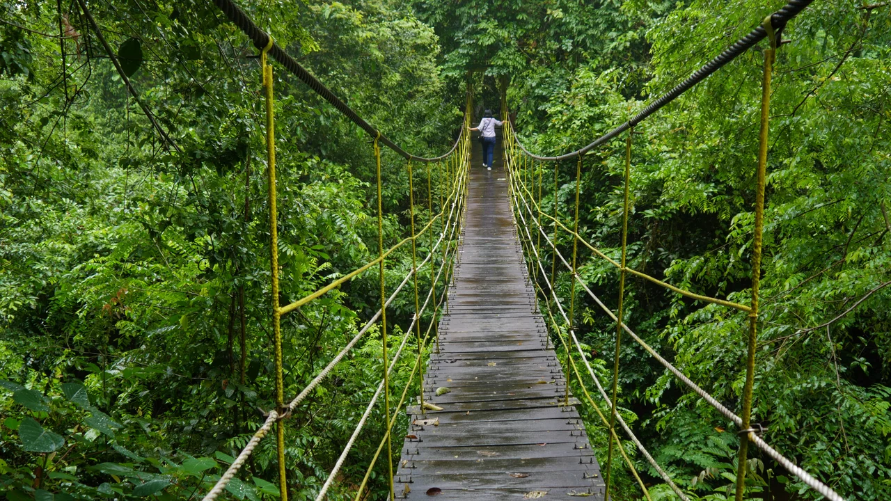 Sangkima Jungle Park  is a tourist destination in Kutai National Park. There is a hanging bridge as attractive photography spot in this park.
