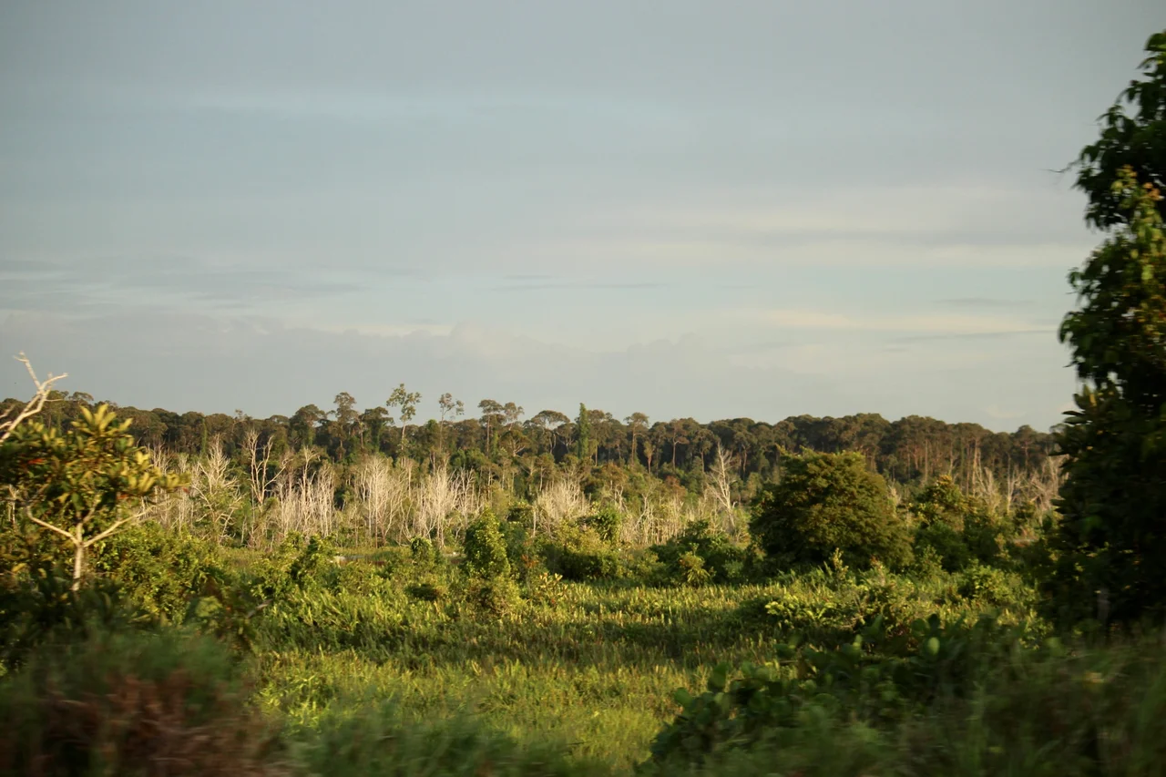 Seria forest on 31 May 2022