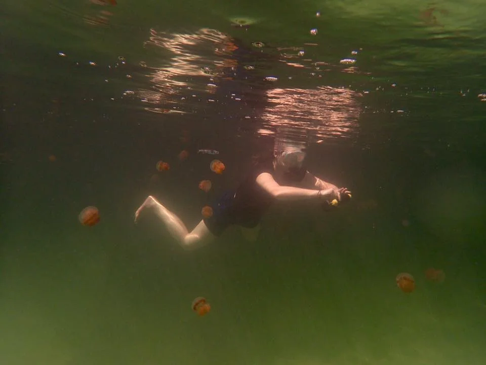 Snorkeling in the stingless jellyfish lake