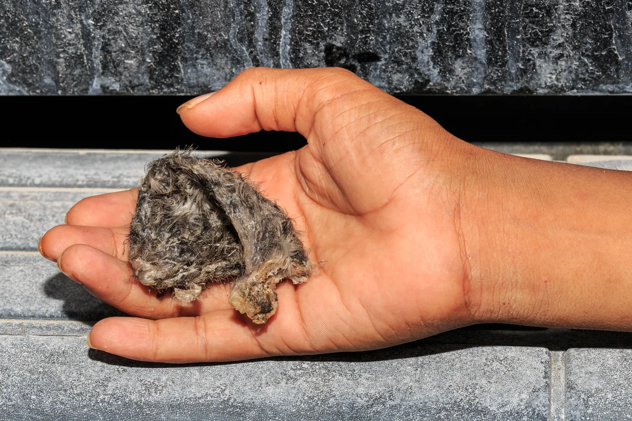 Kg Madai, Sabah: Bird nest from a black-nest swiftlet (Aerodramus maximus) of the Madai cave)