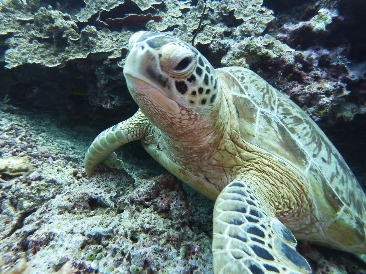 Green Turtlel on Pom Pom Island, Celebes resort, Sabah