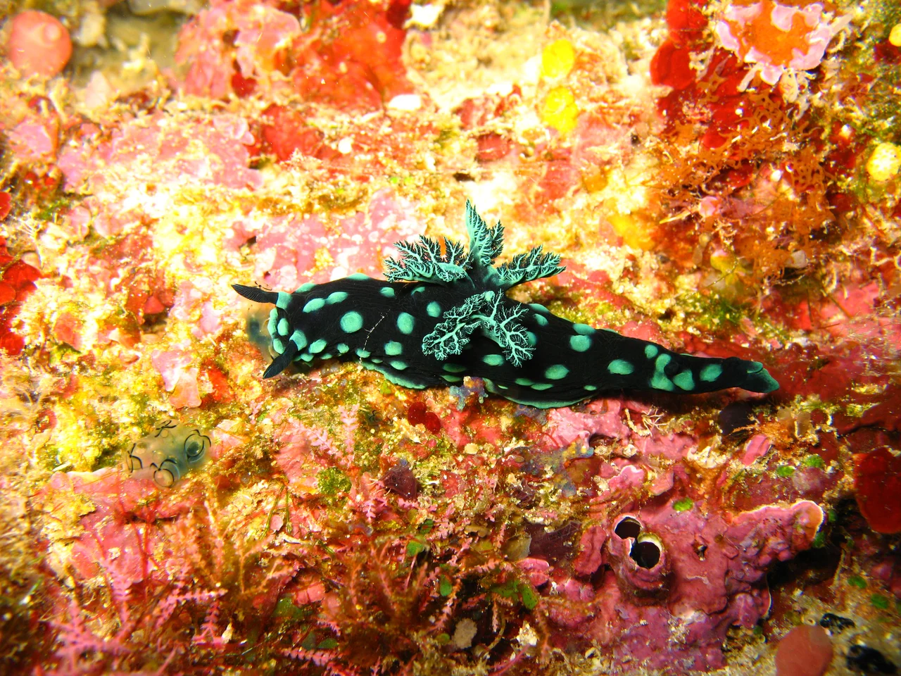 Bunaken National Marine Park, Manado, Indonesia