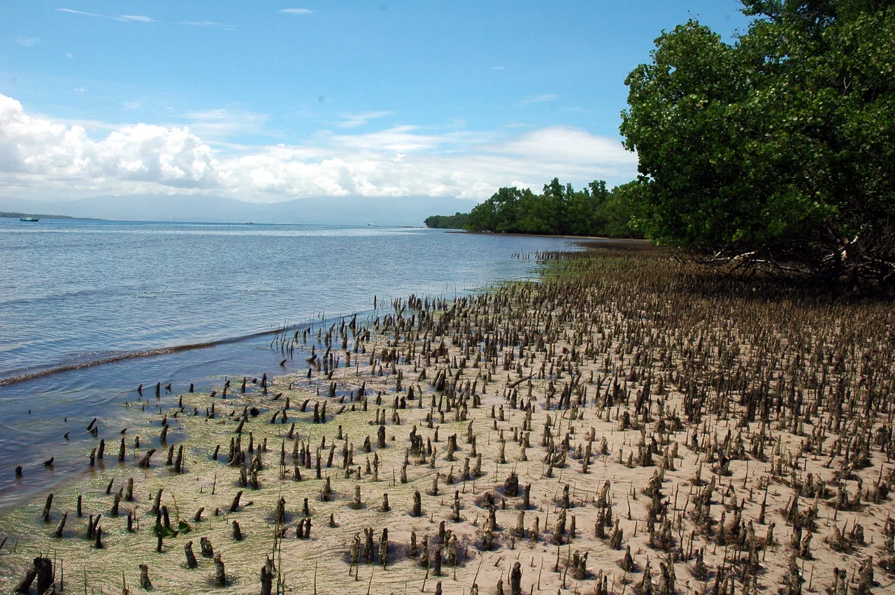 Mangroves, Bunaken Island, North Sulawesi, Indonesia.