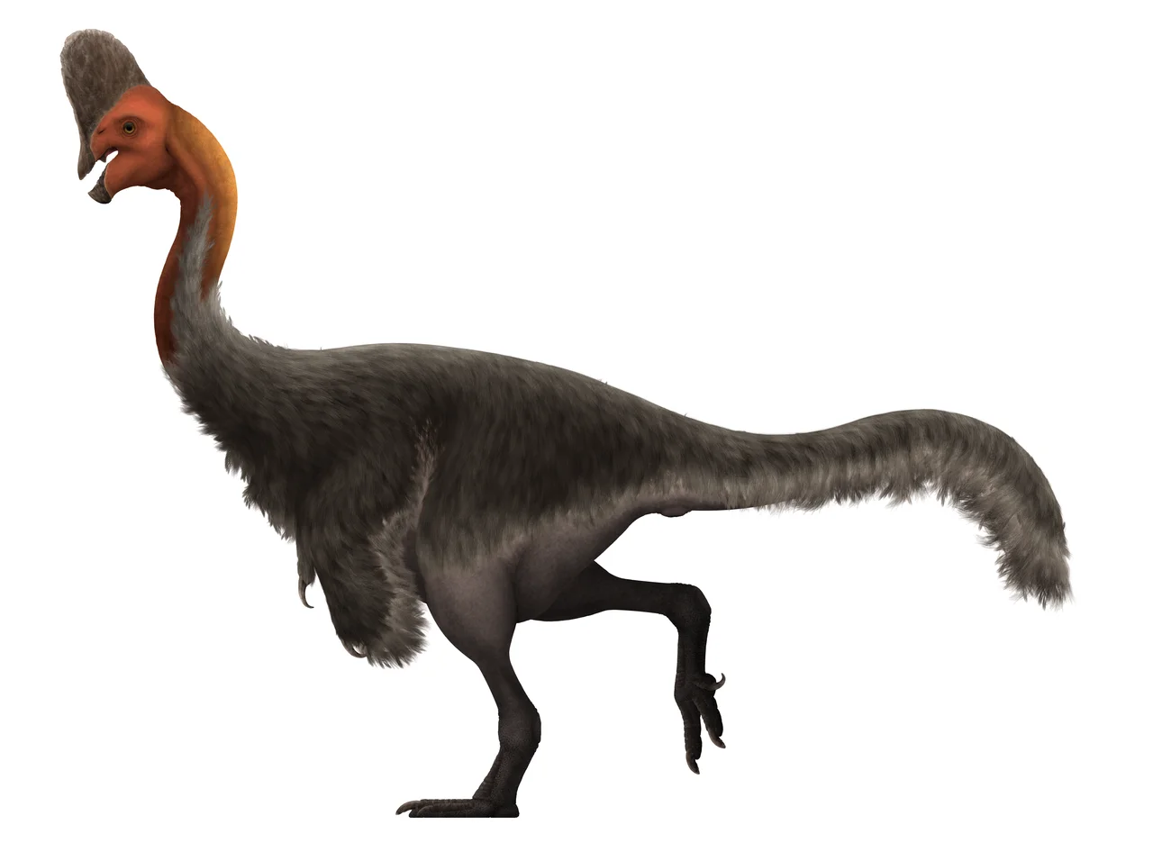 Life restoration of the Late Cretaceous oviraptorid Corythoraptor jacobsi, known from the Nanxiong Formation.