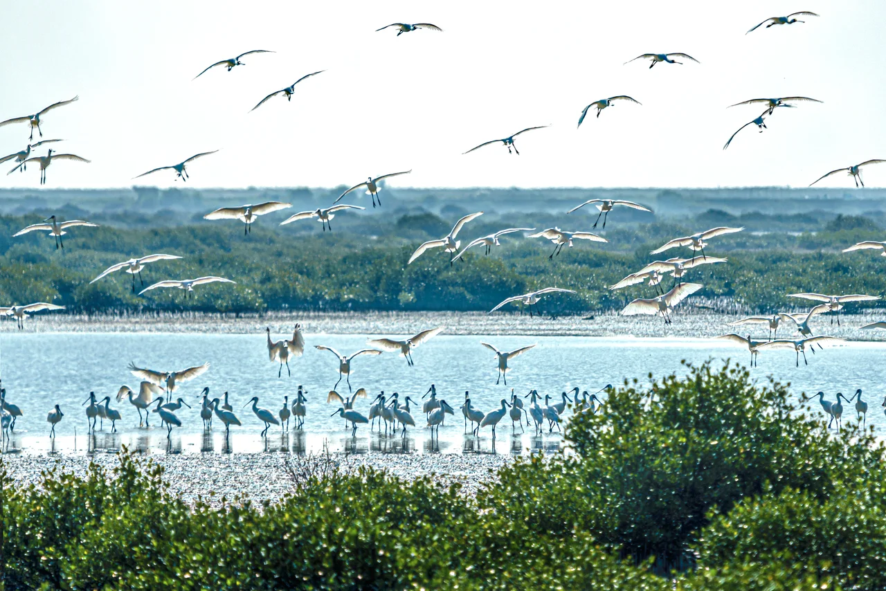 Tainan City Sihcao Wildlife Refuge