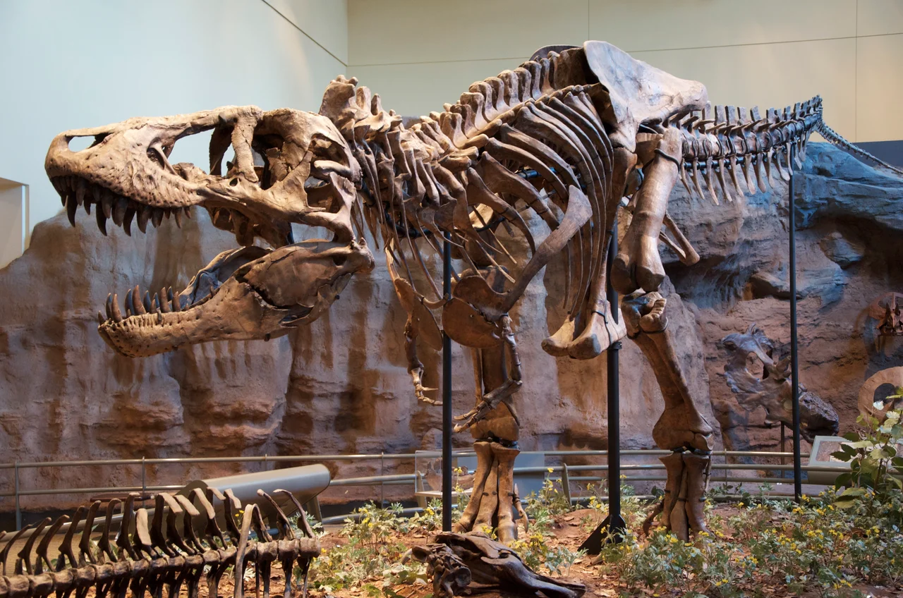 Tyrannosaurus rex holotype specimen at the Carnegie Museum of Natural History, Pittsburgh.