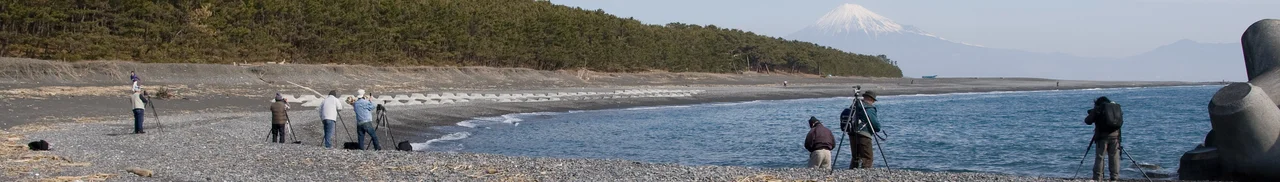 Miho no Matsubara, Shiozuoka, Shizuoka, Japan: 静岡県静岡市、三保の松原のバナ－。