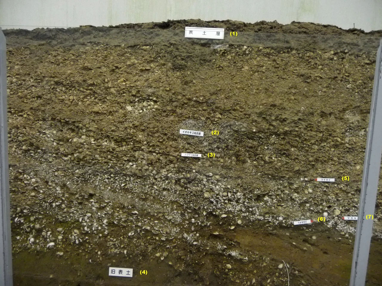 Small hill cut soil layer (Seashell midden stratum) at Kasori Shell Mound, Chiba (city) Chiba Prefecture Japan (Widest class shell midden in Japan.) Photo on 13, Oct. 2008
Display of Soil Layer (1) Current/top surface soil stratum, (2) Umbonium moniliferum only stratum, (3) Meretrix lusoria only stratum, (4) Old/previous/original surface soil stratum, (5) Gould's razor shell, (6) Neverita didyma, (7) Pacific oyster, Number with parenthesis are added by author.