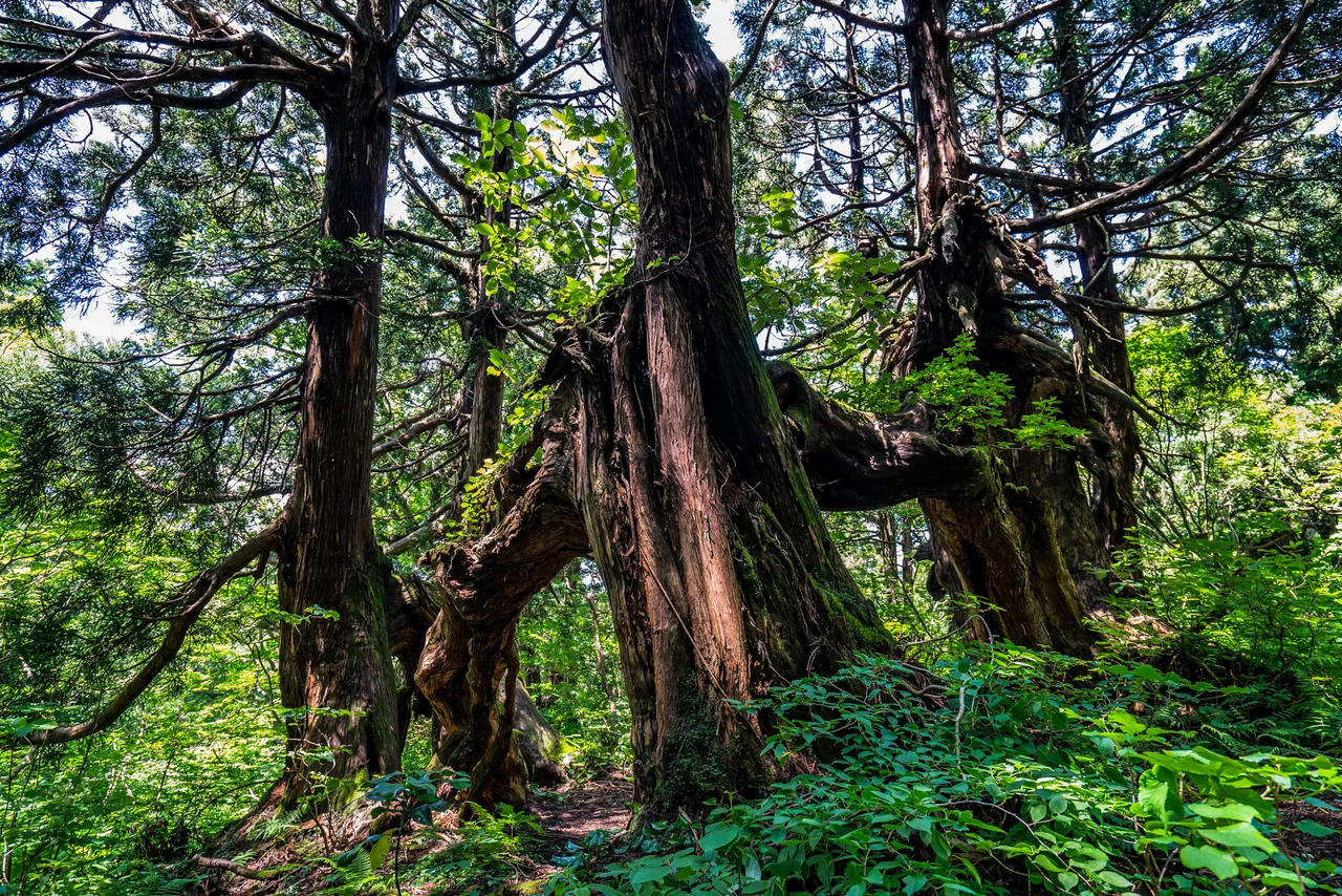Ancient Sugi Cryptomeria japonica trees on Sado Island, Japan

500px provided description: A tree that seems to be walking. [#forest ,#tree ,#japan ,#beautiful ,#green ,#wood ,#sugi ,#sadoisland ,#japantrip]
